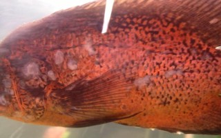 地图鱼身体发白的原因，可能是得了白点病或白毛病等