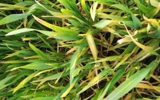 小麦条锈病有什么症状，叶片上会出现很多夏孢子堆