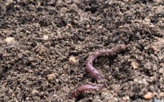 番茄是蔬菜还是水果，既是水果又是蔬菜