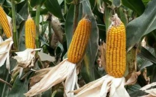 种芯玉2022玉米种子简介,春播适宜在4月上中旬播种