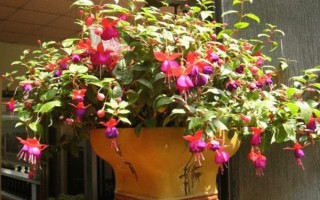 让倒挂金钟过冬的方法，将室温维持在8℃以上