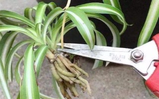 茂盛吊兰的修剪方式,要对其密集的枝叶进行疏剪