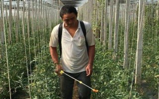 番茄有哪些虫害，以下5种比较常见