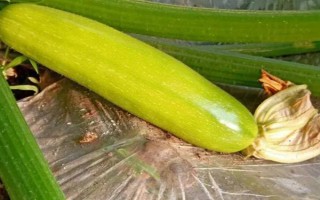 大棚西葫芦化瓜是什么原因，可能是授粉不良所致