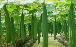 老丝瓜没摘掉还会有新的丝瓜吗,会长出新丝瓜但会影响其生长速度
