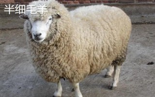 羊的繁殖性能介绍，不同品种的繁殖能力有区别