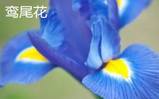 黛尾花与鸢尾花的区别，二者是同一种植物