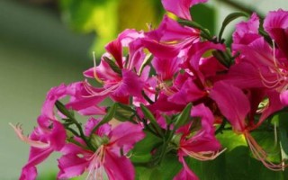 什么是紫荆花,在香港属于市花
