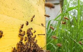 蜂群失王的原因，蜂王患病是最常见的原因