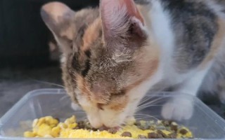 猫精神萎靡老趴着是怎么回事，可能是气候变化所致