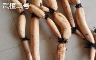 莲藕哪些品种比较好,鄂莲系列具有较高的品质