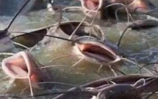 八须鲶鱼是什么鱼,也就是塘鲺