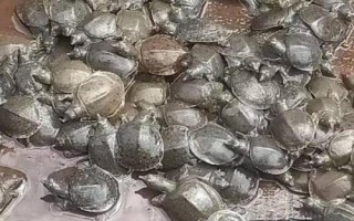 家里为什么不能养鳖，鳖的攻击性比较强