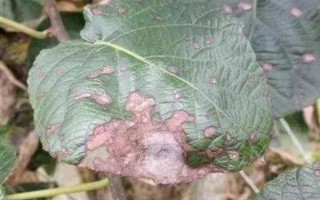 春天怎么防治猕猴桃桑白蚧，冬季清园并喷施石硫合剂可减轻翌年为害