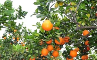 有哪些好的橙子树苗品种，可选择湖北秭归脐橙、江西赣南脐橙等