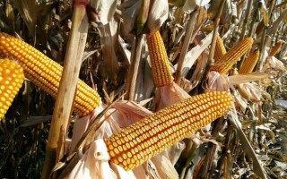 禹单358玉米种子特点，应选择中上等肥力地块种植