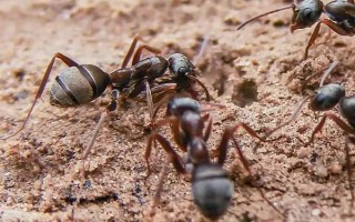 蚂蚁是昆虫吗，蚂蚁属于昆虫