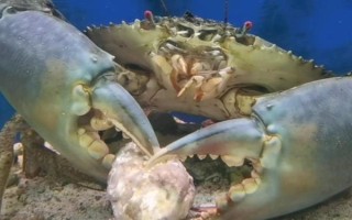 青蟹的价格，零售价格一般在70-180元一斤