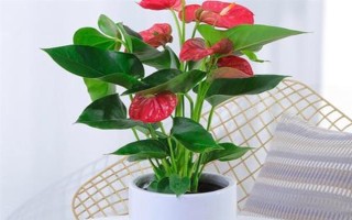 夏季怎么对红掌浇水，每天均可浇一次