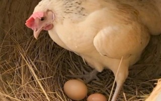 母鸡下蛋口在哪里，就是从泄殖腔出来的