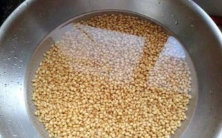 桑黄的种植技术,最佳的出菇温度在25-30℃之间