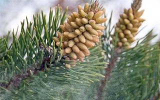 松花粉的来源,是马尾松、油松等松科植物干燥的花粉