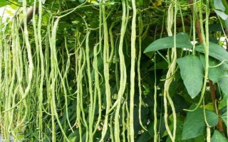 种豆角怎么施肥才能提高产量，幼苗期要追施1-2次人粪尿