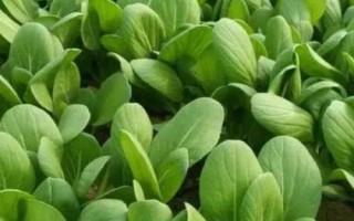 霜降过后可以在阳台上种什么蔬菜，可种植白菜、胡萝卜、大蒜等品种