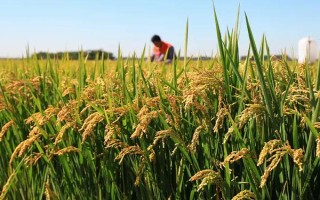 化感稻3号水稻种子特点,中抗白叶枯病(3级)