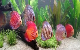 七彩神仙鱼需要开灯吗,室内光线并不充足的话则需要开灯补充光照