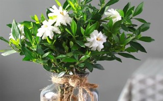 栀子花的水养方法,春秋季节每个星期换一次水