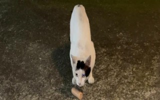 怎么防止被猫抓伤,发情期尽可能减少与猫咪的接触