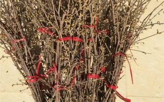 干杜鹃花树枝能养多长时间，只能养50天左右