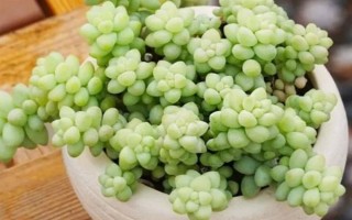 多肉玉坠的养殖方法，需确保充足的散射光照