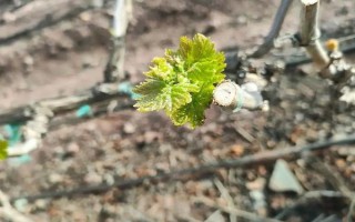 家庭种植的葡萄树怎么修剪，最好在冬季修剪