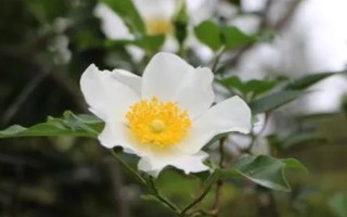 金樱子盆栽能结果吗，是可以结果的