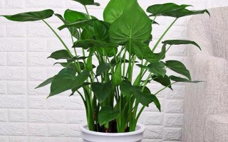 滴水观音有没有毒,茎部、枝叶、滴下的水均含有毒素