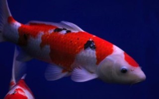 鲤鱼的品种，常见的有红鲤、丰鲤、锦鲤等