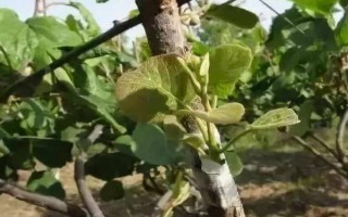 成活率高的嫁接方法，有芽接法、劈接法、插皮接法等
