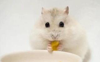 如何判断仓鼠是否怀孕，腹部会有明显的隆起