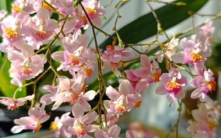 文心兰的养殖方法，适合生长在较为肥沃的环境中