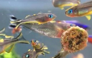 霓虹燕子好不好养,养殖难度比较高