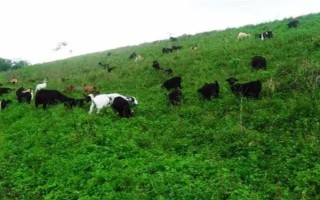 冬季养羊有哪些注意事项，要注意防寒保暖