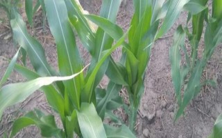 新中玉801玉米种子特点，亩植密度不宜超过3200株