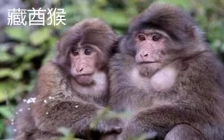 食蟹猴可以个人养殖出售吗，为国家二级重点保护野生动物