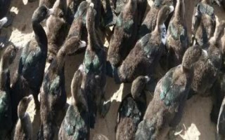 香鹑雁的饲养管理方法，要尽量创造一个安静的饲养环境