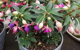 倒挂金钟的养殖方法，生长旺季每周追施一次肥料