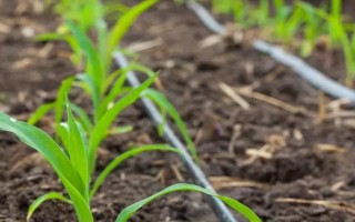 玉米苗几叶移植，进入2.5-3叶期之后便可移栽