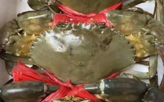 膏蟹和大闸蟹哪个更好吃，两个各有千秋