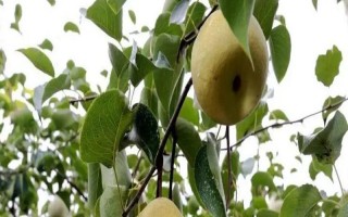 安徽省亳州市的特产，有苏赵梨、苔干菜等